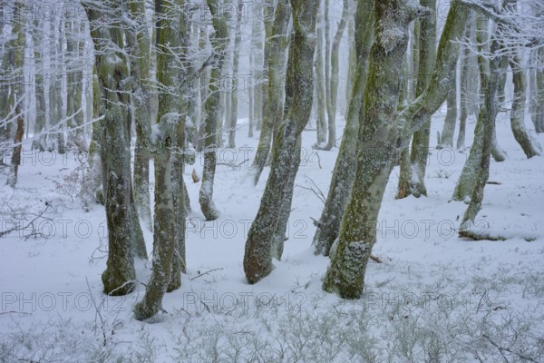 Snow-covered trees in the dense forest create a quiet, wintry atmosphere, copper beech (Fagus sylvatica), winter, Hohneck, La Bresse, Vosges, France