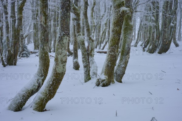 Crooked tree trunks are covered in snow and appear enchanted in the tranquil winter landscape, copper beech (Fagus sylvatica), winter, Hohneck, La Bresse, Vosges, France
