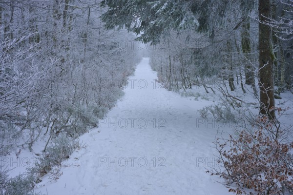 Snow-covered forest path leads quietly and secluded through the winter forest, copper beech (Fagus sylvatica), winter, Hohneck, La Bresse, Vosges, France