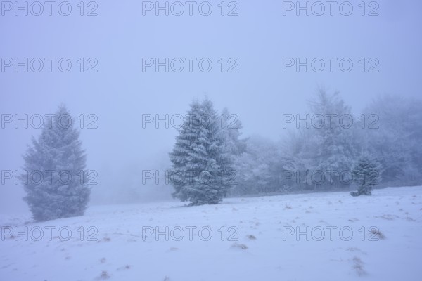 Snow-covered trees are foggy and quiet. The atmosphere seems cool and mysterious, conifer, winter, Hohneck, La Bresse, Vosges, France