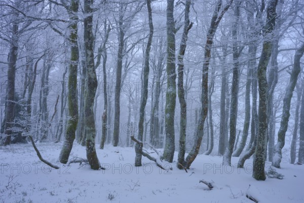 Snowy forest with frosty trees in a foggy, cold atmosphere, copper beech (Fagus sylvatica), winter, Hohneck, La Bresse, Vosges, France