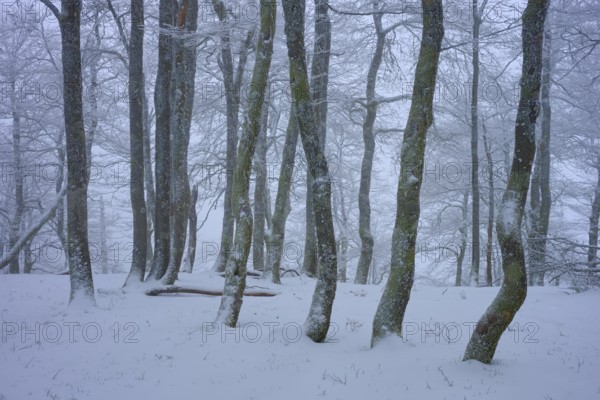 Snow-covered forest with slender trees in a foggy winter landscape, copper beech (Fagus sylvatica), winter, Hohneck, La Bresse, Vosges, France