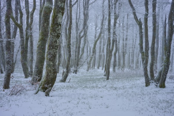 Dense trees stand quietly in a snowy winter landscape, shrouded in a light mist, copper beech (Fagus sylvatica), winter, Hohneck, La Bresse, Vosges, France