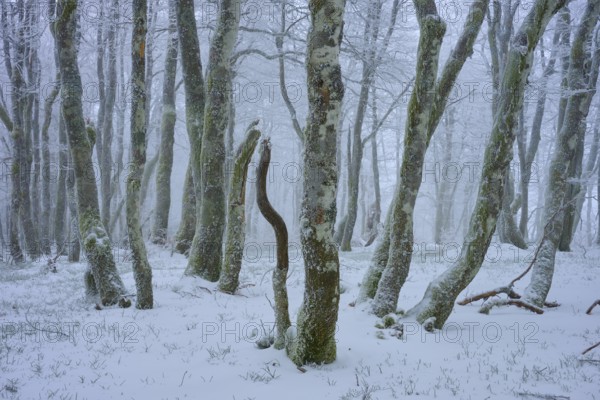 Snow-covered, crooked trees in a peaceful winter landscape radiate silence, copper beech (Fagus sylvatica), winter, Hohneck, La Bresse, Vosges, France