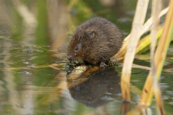 Water vole (Arvicola amphibius) adult animal rodent feeding on pond weed in summer, England, United Kingdom
