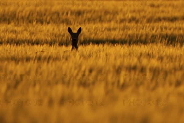 Roe deer (Capreolus capreolus) silhouette of an adult female doe animal in a farmland cereal field at sunset in summer, England, United Kingdom
