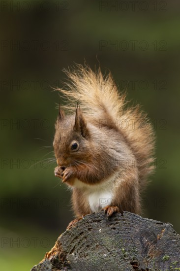 Red squirrel (Sciurus vulgaris) adult animal eating a nut on a tree stump in a woodland, England, United Kingdom