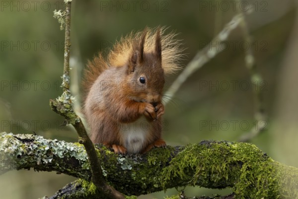 Red squirrel (Sciurus vulgaris) adult animal eating a nut on a tree branch, England, United Kingdom