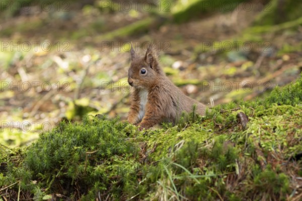 Red squirrel (Sciurus vulgaris) adult animal on a tree stump in a woodland, England, United Kingdom