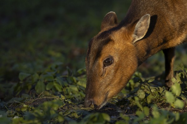 Muntjac deer (Muntiacus reevesi) adult animal head portrait, England, United Kingdom