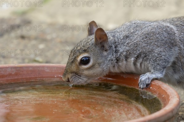 Grey squirrel (Sciurus carolinensis) adult animal drinking water from a garden plant pot saucer, England, United Kingdom