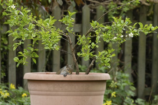 Grey squirrel (Sciurus carolinensis) adult animal in a garden plant pot, England, United Kingdom
