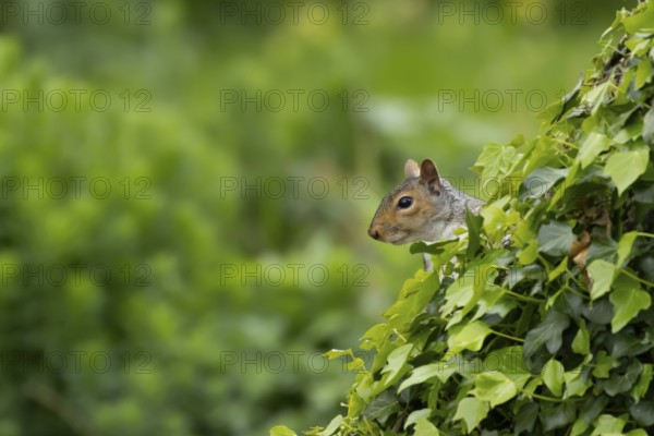Grey squirrel (Sciurus carolinensis) adult animal on an ivy covered tree trunk, England, United Kingdom