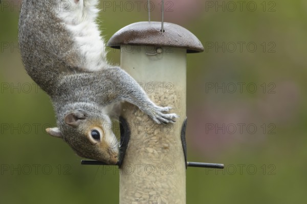 Grey squirrel (Sciurus carolinensis) adult animal feeding on sunflower seeds hearts from a garden bird feeder, England, United Kingdom