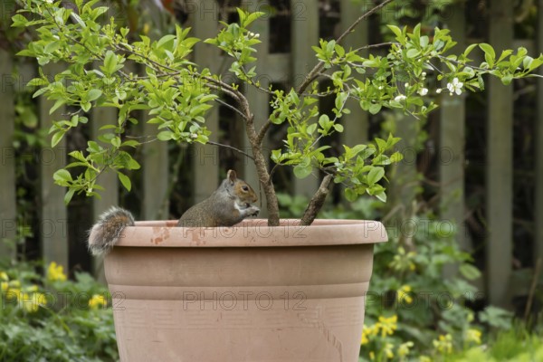 Grey squirrel (Sciurus carolinensis) adult animal feeding in a garden plant pot, England, United Kingdom
