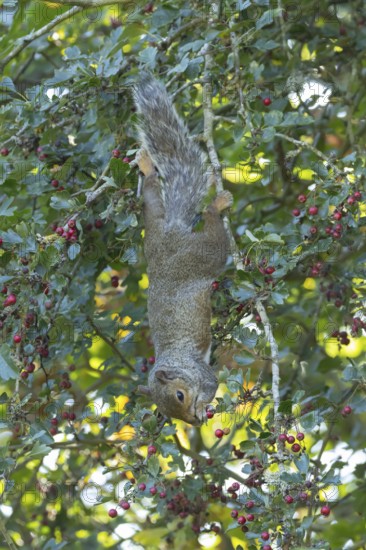 Grey squirrel (Sciurus carolinensis) adult animal feeding on Hawthorn tree berries in summer, England, United Kingdom