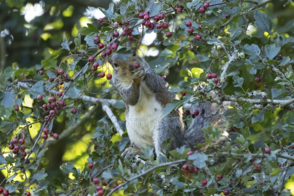 Grey squirrel (Sciurus carolinensis) adult animal feeding on Hawthorn tree berries in summer, England, United Kingdom
