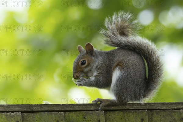 Grey squirrel (Sciurus carolinensis) adult animal feeding on a walnut tree nut on a garden wooden fence, England, United Kingdom