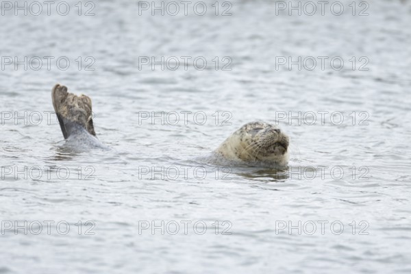 Common or Habor seal (Phoca vitulina) adult animal sleeping in the sea, England, United Kingdom