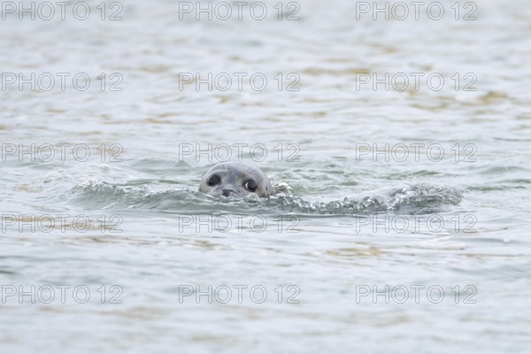 Common or Habor seal (Phoca vitulina) adult animal swimming in the sea, England, United Kingdom