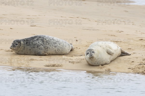 Common or Habor seal (Phoca vitulina) two adult animals sleeping on a sandbank by the sea, England, United Kingdom