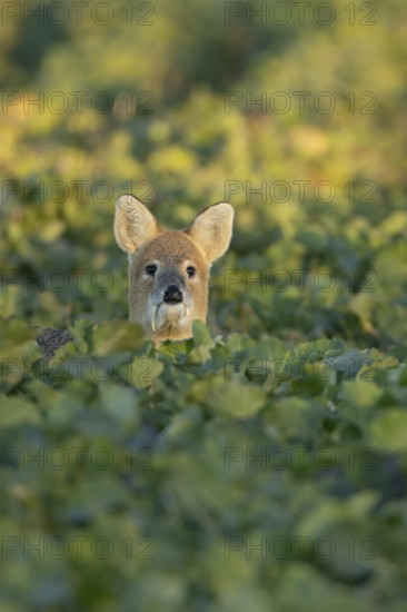 Chinese water deer (Hydropotes inermis) adult animal in an arable farm oilseed rape crop field, England, United Kingdom