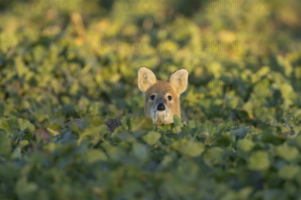 Chinese water deer (Hydropotes inermis) adult animal in an arable farm oilseed rape crop field, England, United Kingdom