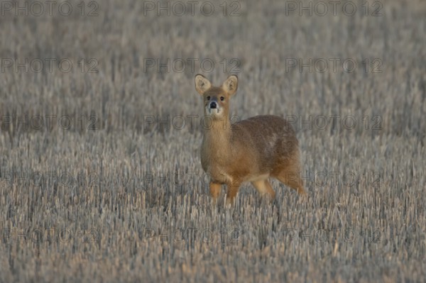 Chinese water deer (Hydropotes inermis) adult animal in a farm stubble field, England, United Kingdom