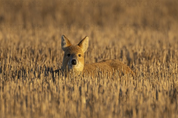 Chinese water deer (Hydropotes inermis) adult animal resting in a farm stubble field, England, United Kingdom