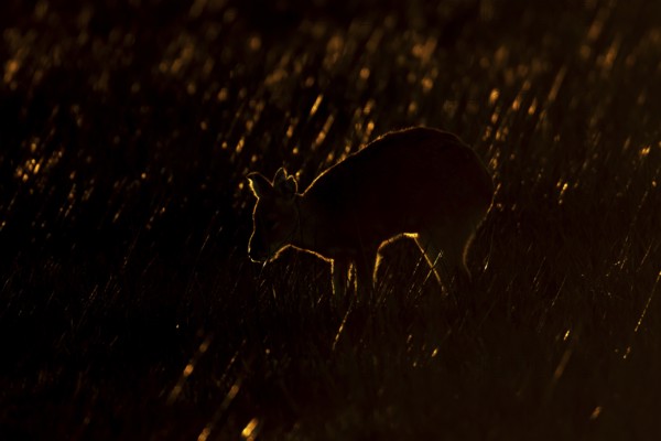 Chinese water deer (Hydropotes inermis) silhouette of an adult animal backlit in marshland, England, United Kingdom