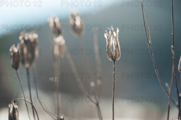 Dried seed pods in winter sun against blurred background