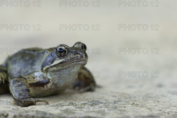 Common frog (Rana temporaria) adult amphibian on a garden paving slab in summer, England, United Kingdom