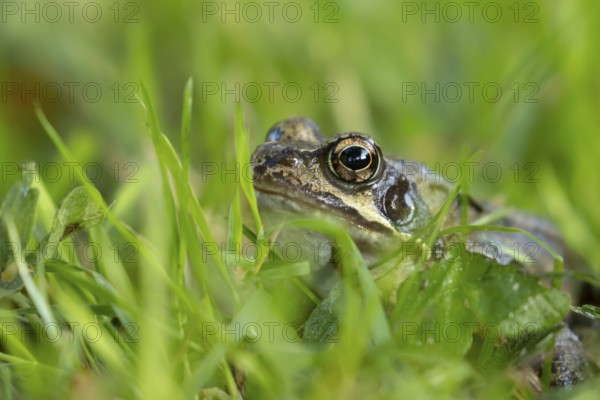 Common frog (Rana temporaria) adult amphibian on a garden grass lawn in summer, England, United Kingdom