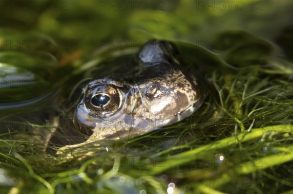 Common frog (Rana temporaria) adult amphibian on the water surface of a garden pond amongst pond weed in summer, England, United Kingdom