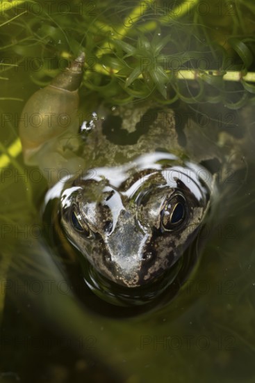 Common frog (Rana temporaria) adult amphibian on the water surface of a garden pond amongst pond weed in summer, England, United Kingdom