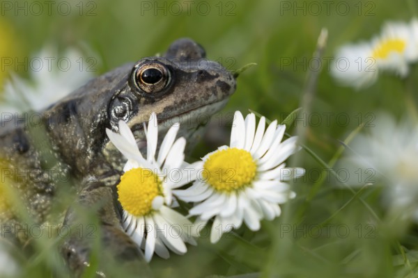 Common frog (Rana temporaria) adult amphibian on a garden grass lawn in summer with daisy flowers, England, United Kingdom