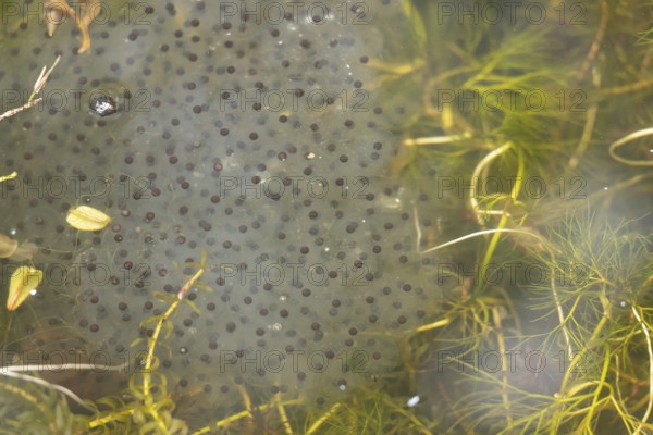 Common frog (Rana temporaria) adult amphibian spawn or eggs on the water surface of a garden pond amongst pond weed in spring, England, United Kingdom