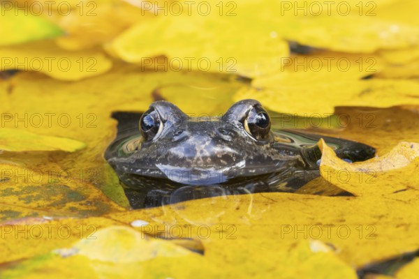 Common frog (Rana temporaria) adult amphibian on the water surface of a garden pond amongst fallen autumn leaves, England, United Kingdom