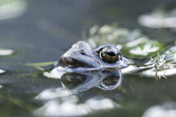 Common frog (Rana temporaria) adult amphibian on the water surface of a garden pond, England, United Kingdom
