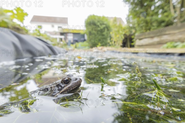 Common frog (Rana temporaria) adult amphibian on the water surface of a garden pond with a house in the background England, United Kingdom