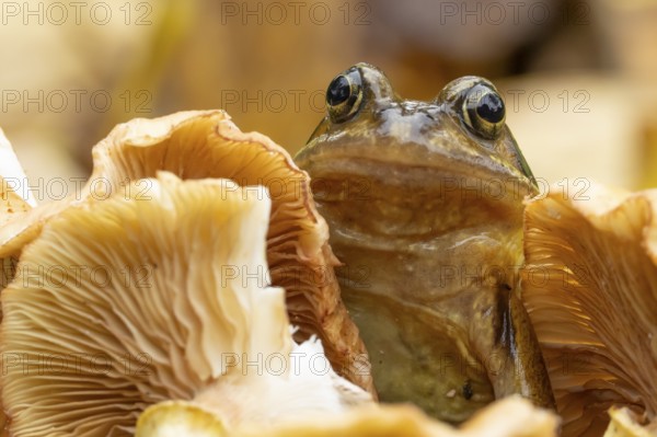 Common frog (Rana temporaria) adult amphibian in a garden on a fungi in autumn, England, United Kingdom