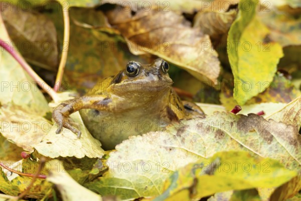 Common frog (Rana temporaria) adult amphibian in a garden amongst fallen autumn leaves, England, United Kingdom
