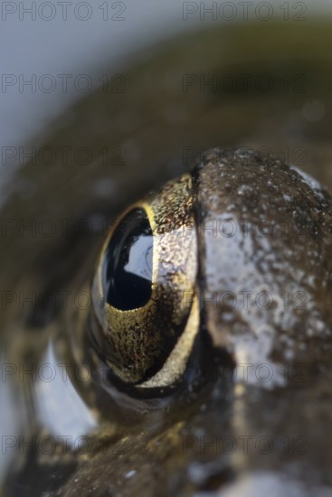 Common frog (Rana temporaria) adult amphibian on the water surface of a garden pond close up of its eye, England, United Kingdom