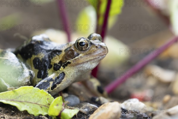 Common frog (Rana temporaria) adult amphibian amongst beetroot in a vegetable garden in summer, England, United Kingdom