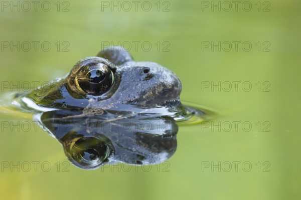 Common frog (Rana temporaria) adult amphibian on the calm water surface of a garden pond showing its reflection, England, United Kingdom