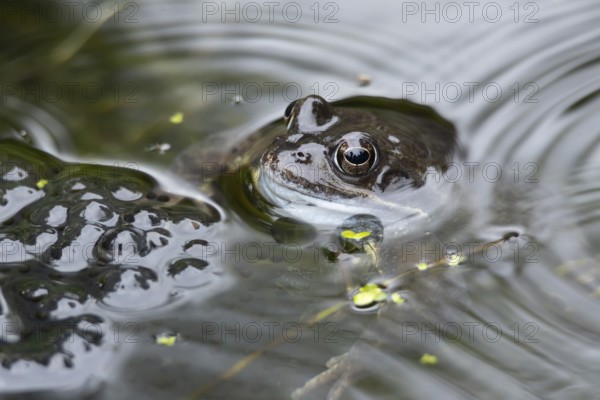 Common frog (Rana temporaria) adult amphibian on the water surface of a garden pond with spawn or eggs in spring, England, United Kingdom
