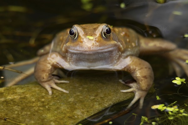 Common frog (Rana temporaria) adult amphibian on the water surface of a garden pond in spring, England, United Kingdom