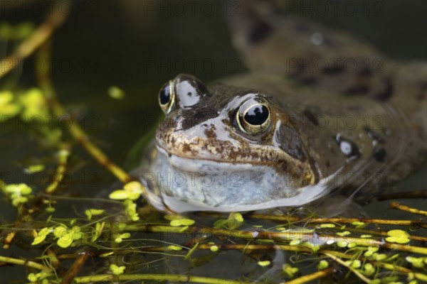 Common frog (Rana temporaria) adult amphibian croaking or calling on the water surface of a garden pond in spring, England, United Kingdom
