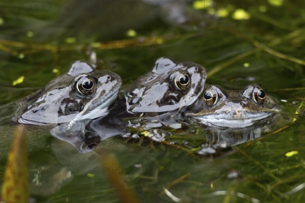 Common frog (Rana temporaria) three adult amphibians on the water surface of a garden pond in spring, England, United Kingdom