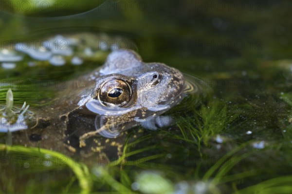 Common frog (Rana temporaria) adult amphibian on the water surface of a garden pond amongst pond weed, England, United Kingdom